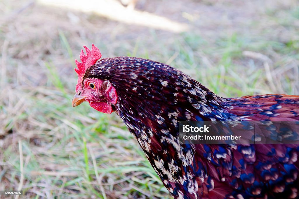 Primer plano de pollo Sussesx en la granja, espacio de copia - Foto de stock de Aire libre libre de derechos