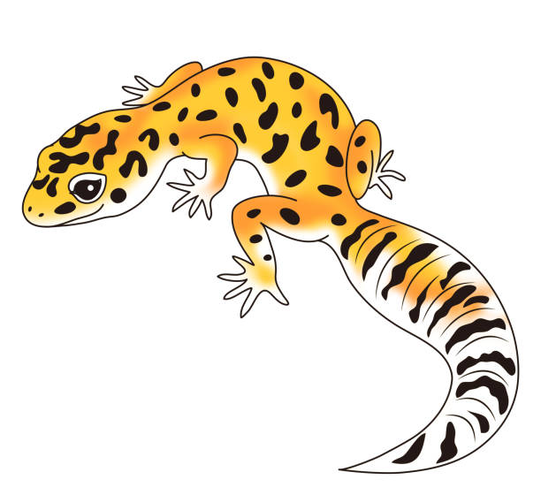 Leopard Gecko Illustrations, Royalty-Free Vector Graphics & Clip Art -  iStock