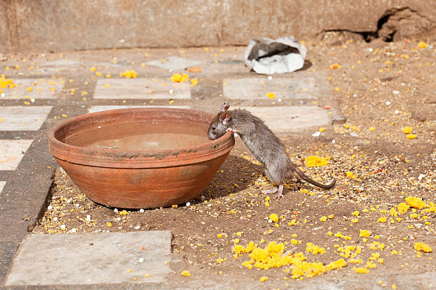 A Sacred Rat Drinking Water In The Karni Mata (Rat Temple)