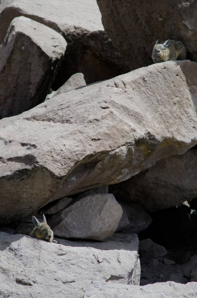 istock Southern viscachas Lagidium viscacia resting between rocks. 1215476255