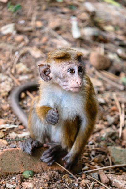 istock A cute monkey in Royal Botanical Garden 1215476266