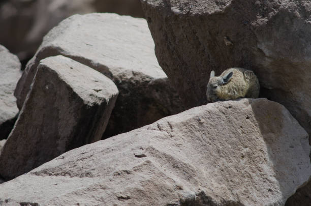 istock Southern viscacha Lagidium viscacia resting between rocks. 1215476272