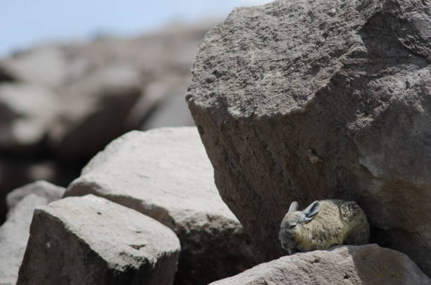 istock Southern viscacha Lagidium viscacia resting between rocks. 1215476280