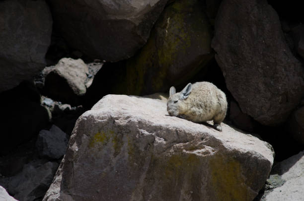 istock Southern viscacha Lagidium viscacia scratching and sunbathing on a rock. 1215476289