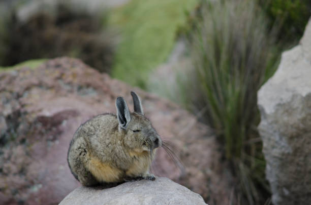 istock Southern viscacha Lagidium viscacia sleeping on a rock. 1215477007
