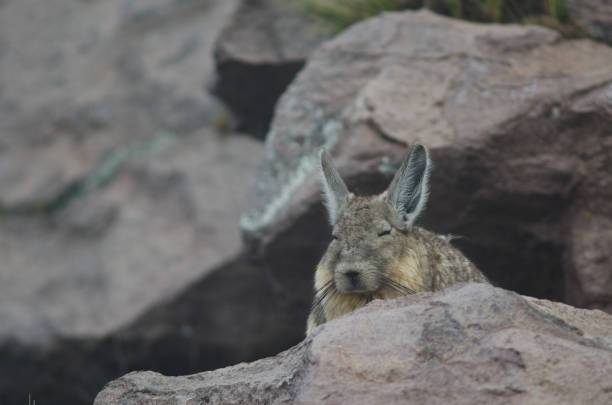 istock Southern viscacha Lagidium viscacia resting in Parinacota. 1215477075
