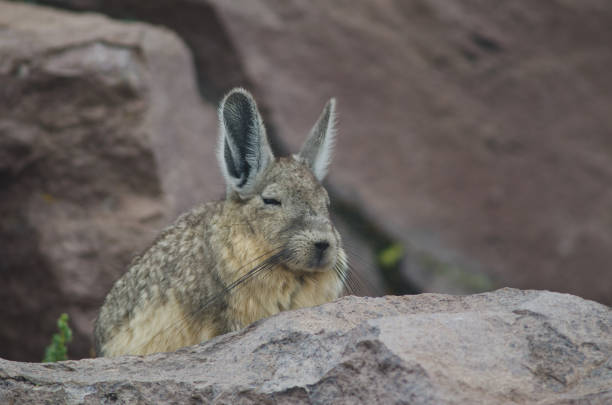 istock Southern viscacha Lagidium viscacia resting in Parinacota. 1215477097