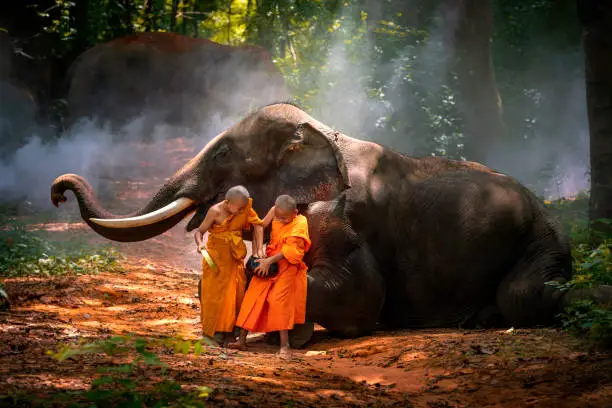 Photo of Two novices sitting with elephants in the forest. Elephant and merit a monk's bowl. elephants and Monk in forest.