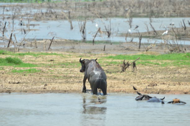 istock Buffalos in the lagune 1215477205