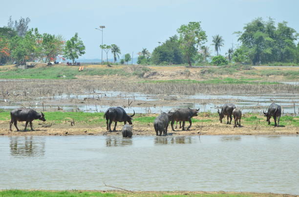 istock Buffalos in the lagune 1215477287