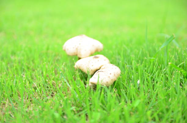 Photo showing a button mushroom (Agaricus bisporus) / white toadstool, growing in a garden lawn in the autumn.  Mushrooms are a type of fungus plant and this particular mushroom has been pictured early in the morning, when the surrounding blades of grass when covered in morning dew drops, sparkling in the sunshine.