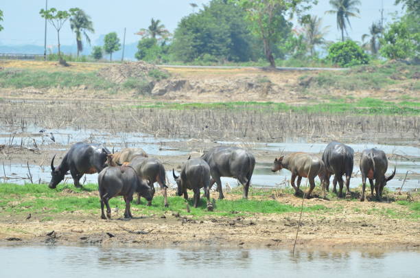 istock Buffalos in the lagune 1215477340