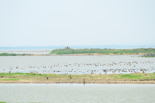 Birds in the  lagune