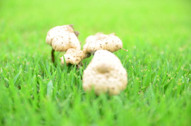 Mushrooms in the garden