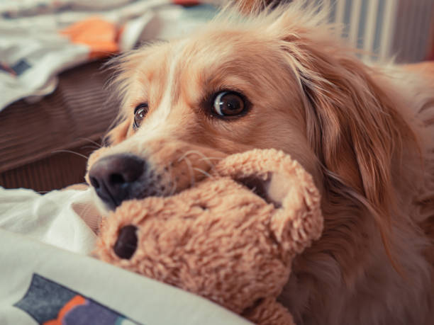 istock Domestic dog is lying with it's toy 1215477685