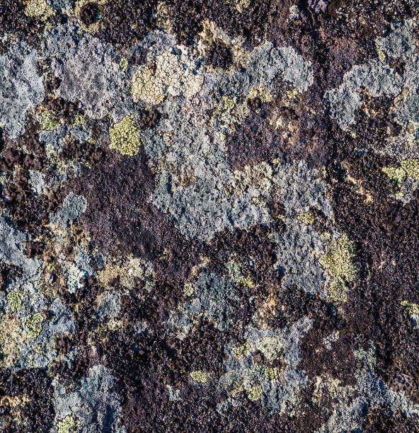 istock Moss and lichens on the rock surface 1215477733