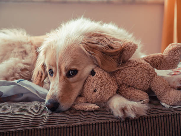 istock Domestic dog is lying with it's toy 1215478398
