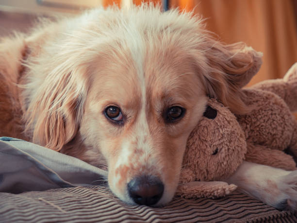 istock Domestic dog is lying with it's toy 1215478624