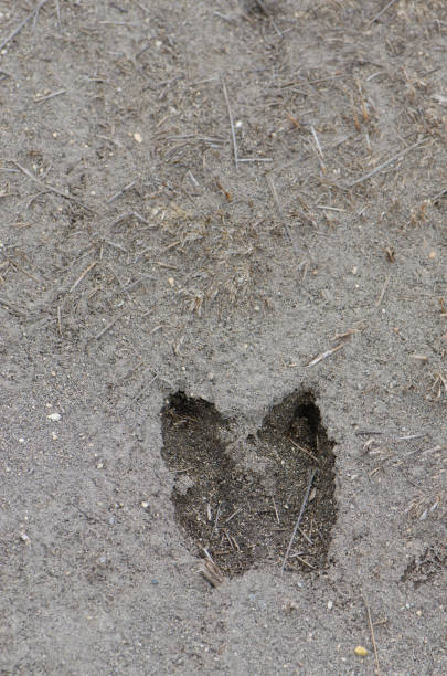 istock Alpaca footprint Vicugna pacos on the mud. 1215478686