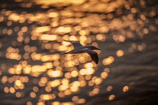 Northern Gannet in flight in reflected morning light over water, Bempton, Yorkshire, England