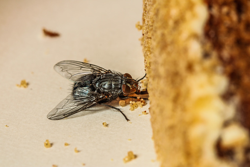 Housefly bluebottle pest insect sitting on a white plate eating cake