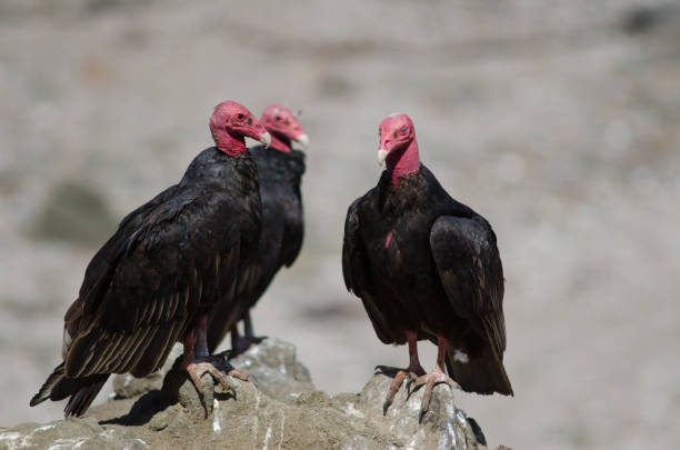 istock Turkey vulture Cathartes aura on a rock. 1215479389