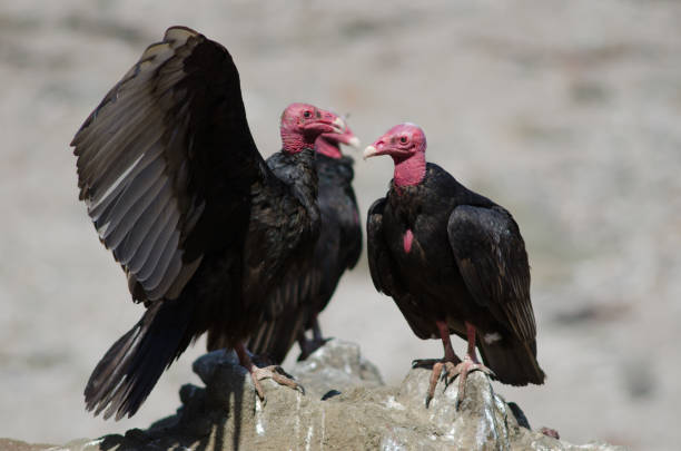 istock Turkey vulture Cathartes aura on a rock. 1215479396