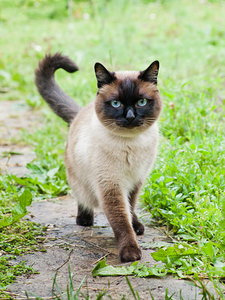 istock Siamese or Thai cat walking about on the garden 121547978