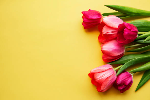 istock Beautiful tulips bouquet 1215481693