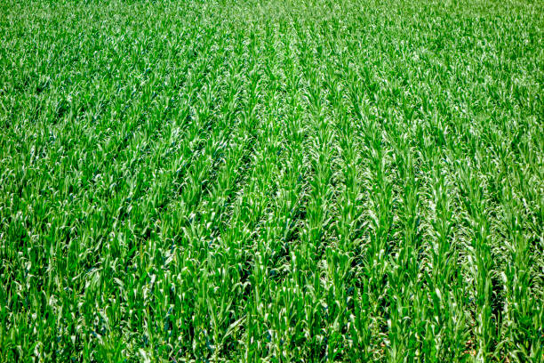 The corn plant in the field