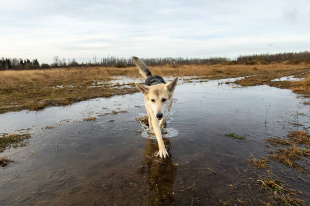 Beautiful Belgian Sheepdog playing in the lake on a leash and bib