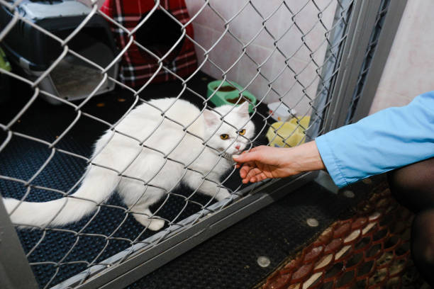 istock animals in a cage in a hotel for animals 1215481988