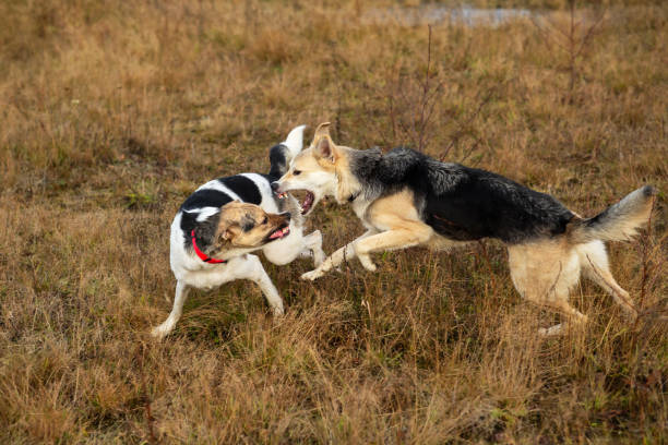 Side view of aggressive mixed breed dogs fighting on field with dry brown grass in autumn day