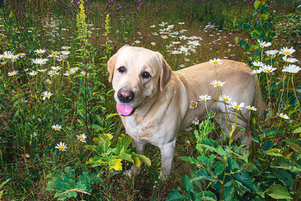 istock Labrador Retriever dog sitting on flower meadow 1215483149