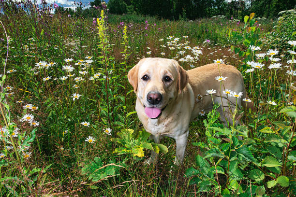istock Labrador Retriever dog sitting on flower meadow 1215483156