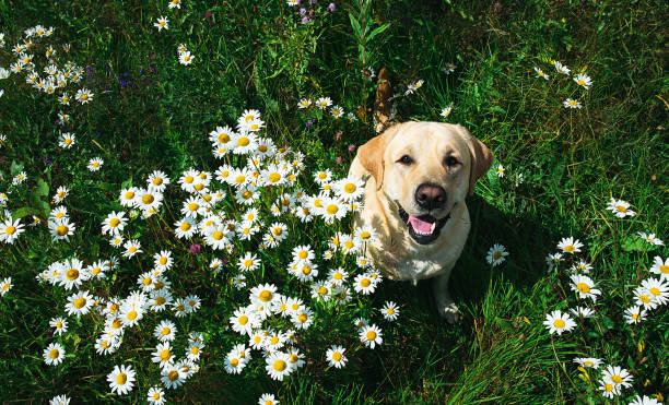 istock Labrador Retriever dog sitting on flower meadow 1215483162
