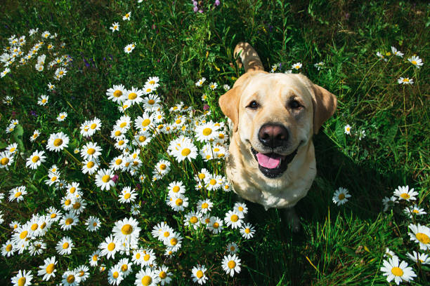istock Labrador Retriever dog sitting on flower meadow 1215483166