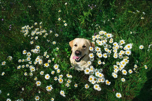 Photo of Labrador Retriever dog sitting on flower meadow