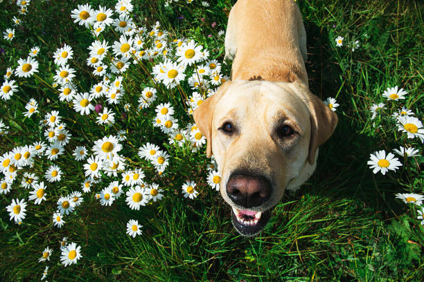 istock Labrador Retriever dog sitting on flower meadow 1215483190