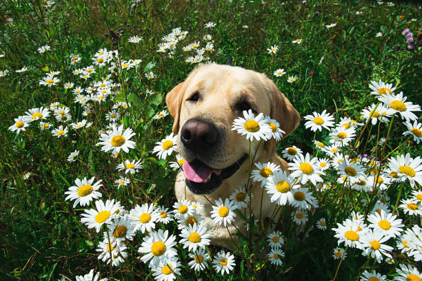 istock Labrador Retriever dog sitting on flower meadow 1215483199