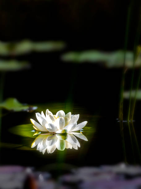 White Water lily on water surface. Water lily reflection in water.