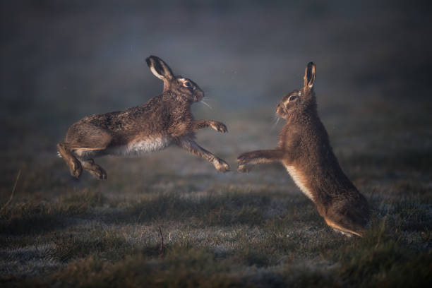 istock Boxing hare jumps in the Suffolk fields, England 1215485477