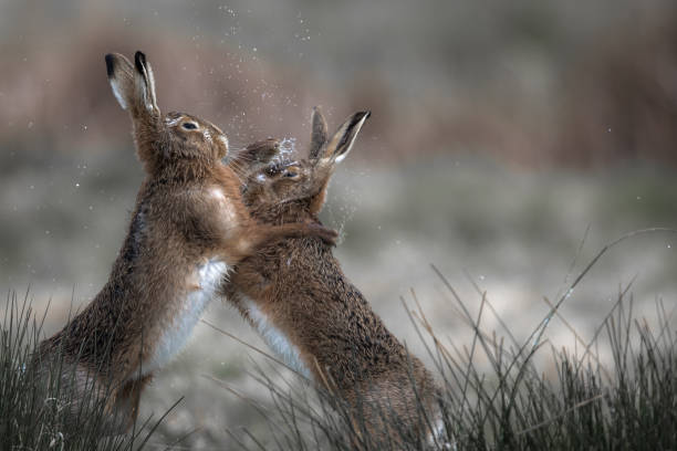 istock Boxing hares in the Suffolk fields, England 1215485704