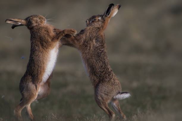 istock Boxing hares at first light in the Suffolk fields, England 1215486299