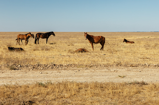 horses eat dry grass in the pasture in the steppe of Kazakhstan