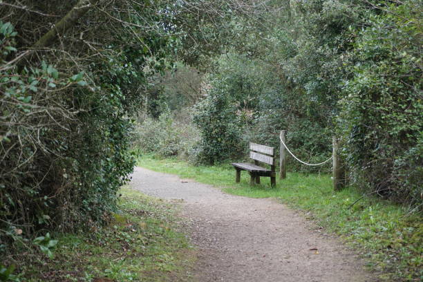 istock a wooden chair on the way 1215488791