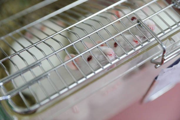 MINSK, BELARUS - February 25, 2020: white mice in a research lab