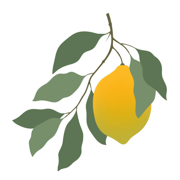 illustrazioni stock, clip art, cartoni animati e icone di tendenza di ramo di albero di limone con limone giallo e foglie verdi isolate su bianco. illustrazione di piante di limone. ramo di agrumi tropicali disegnato a mano vettoriale con frutta. limone realistico sul ramo. schizzo del ramo del cedro - grapefruit citrus fruit leaf fruit