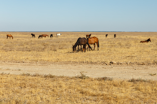 horses eat dry grass on a pasture in the steppes of Kazakhstan.