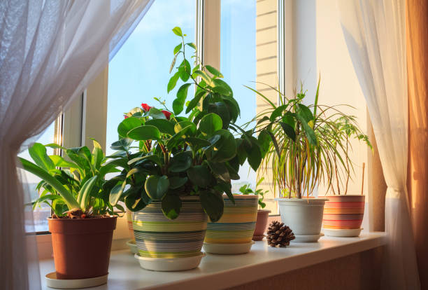 Plants in the pots on the windowsill at the sunset light